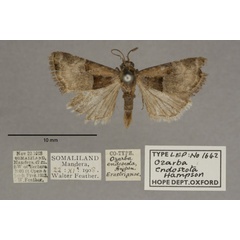 /filer/webapps/moths/media/images/E/endoscota_Ozarba_PTM_OUMNHa_01.jpg