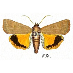 /filer/webapps/moths/media/images/C/connuba_Noctua_Hubner_680.jpg