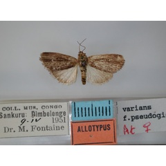 /filer/webapps/moths/media/images/P/pseudogigas_Micraxylia_AT_RMCA.jpg