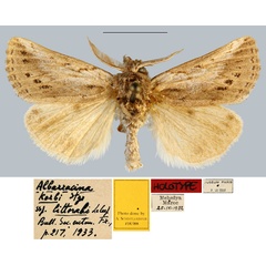 /filer/webapps/moths/media/images/L/littoralis_Albarracina_HT_MNHN.jpg