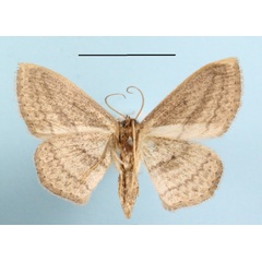 /filer/webapps/moths/media/images/B/bigeminata_Scopula_A_MGCLb_01.jpg