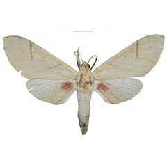/filer/webapps/moths/media/images/P/pseudopolitzari_Neoclanis_HT_ZSMa.jpg