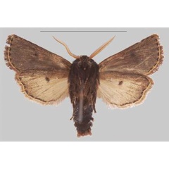 /filer/webapps/moths/media/images/L/lilomwi_Sciomesa_HT_MNHNb.jpg