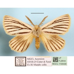 /filer/webapps/moths/media/images/N/nigrolineata_Phiala_A_MGCLa_01.JPG