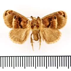 /filer/webapps/moths/media/images/P/ploetzi_Zinara_AF_BMNH.jpg