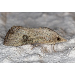 /filer/webapps/moths/media/images/D/deflorata_Hypocala_A_Heyns_01.jpg