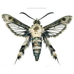 /filer/webapps/moths/media/images/A/arabica_Afromelittia_HT_COGMa.jpg