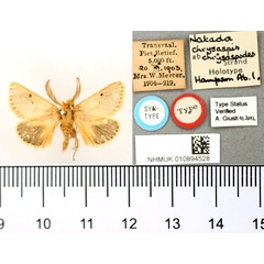 /filer/webapps/moths/media/images/C/chrysaspodes_Natada_HT_BMNH.jpg