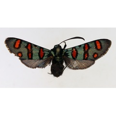 /filer/webapps/moths/media/images/E/elegans_Arniocera_AF_TMSA.jpg