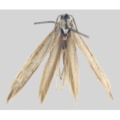 /filer/webapps/moths/media/images/T/tabulensis_Coleophora_HT_ZMHB.jpg