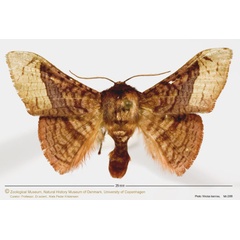 /filer/webapps/moths/media/images/H/humeralis_Mystina_A_ZMUC.jpg