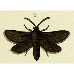 /filer/webapps/moths/media/images/L/libania_Gorgopis_Stoll4_356_F.jpg