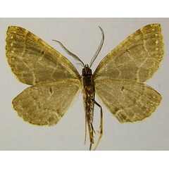 /filer/webapps/moths/media/images/C/chrysographa_Parortholitha_PTM_ZSMb.jpg