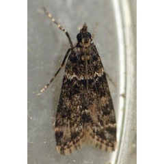 /filer/webapps/moths/media/images/L/lindbergalis_Eudonia_A_Glibert.jpg