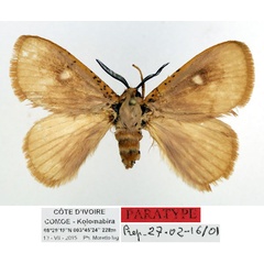 /filer/webapps/moths/media/images/O/occidens_Chrysopoloma_PT_Basquin_84PsJS1.jpg