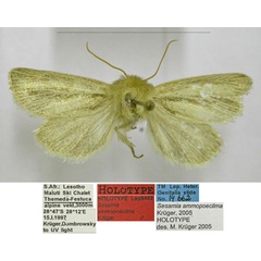 /filer/webapps/moths/media/images/A/ammopoecilma_Sesamia_HT_TMSA.jpg
