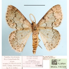 /filer/webapps/moths/media/images/C/cataractae_Mimandria_A_MGCLa_02.jpg
