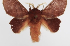 Stenophatna marshalli