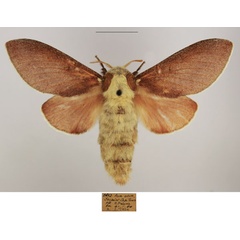 /filer/webapps/moths/media/images/C/concolor_Streblote_AF_TMSA_02.jpg