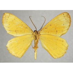 /filer/webapps/moths/media/images/G/guenoti_Melinoessa_AM_ZSMb.jpg