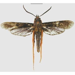 /filer/webapps/moths/media/images/G/gigantipes_Megalosphecia_HT_MNHNa.jpg