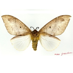 /filer/webapps/moths/media/images/S/sapelensis_Leptometa_AF_Alberta_01.jpg