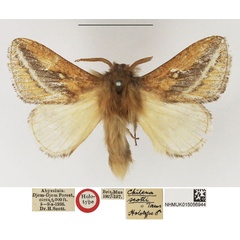 /filer/webapps/moths/media/images/S/scotti_Chilena_HT_NHMUK.jpg