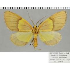 /filer/webapps/moths/media/images/N/neaera_Nothylemera_AF_ZSM.jpg