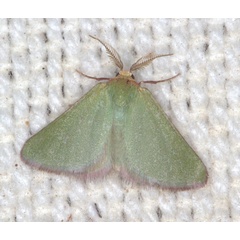 /filer/webapps/moths/media/images/R/rufociliaria_Eucrostes_A_Heyns_01.jpg