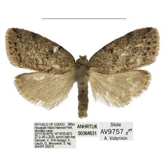 /filer/webapps/moths/media/images/N/nola_Spatulosia_HT_ANHRT.jpg