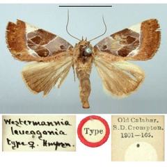 /filer/webapps/moths/media/images/L/leucogonia_Westermannia_HT_BMNH.jpg