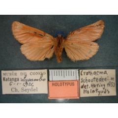 /filer/webapps/moths/media/images/S/schoutedeni_Crothaema_HT_RMCA_02.jpg