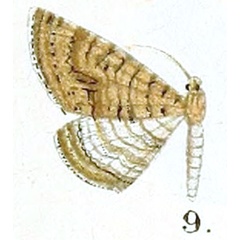 /filer/webapps/moths/media/images/P/punctiscripta_Ortholitha_HT_Prout_16-9.jpg