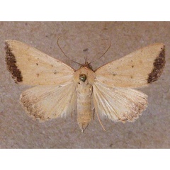 /filer/webapps/moths/media/images/S/subflavalis_Phytometra_A_Butler.jpg