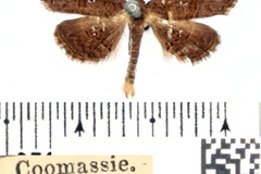 Rhesala moestalis
