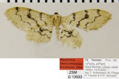 Idaea contrastata