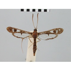 /filer/webapps/moths/media/images/P/peltata_Synanthedon_HT_BMNH.jpg
