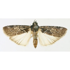 /filer/webapps/moths/media/images/P/persinuosa_Mesogenea_AM_TMSA_02.jpg