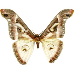 /filer/webapps/moths/media/images/A/albidus_Epiphora_AM_MCJM.jpg
