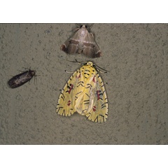 /filer/webapps/moths/media/images/S/strigicincta_Mazuca_A_Roland_02.jpg