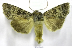 Hypotype scotomista