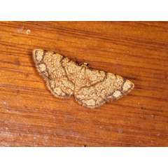 /filer/webapps/moths/media/images/P/pachyspila_Heterostegane_A_Roland.jpg