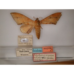 /filer/webapps/moths/media/images/O/ochracea_Chloroclanis_HT_RMCA_01.jpg