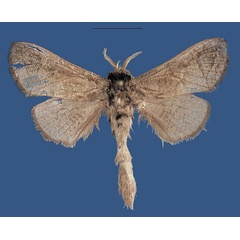 /filer/webapps/moths/media/images/K/kaguruensis_Shimbania_HT_ZSM.jpg