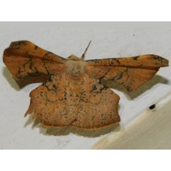 /filer/webapps/moths/media/images/M/maculosata_Xenimpia_A_Grobler_01.jpg