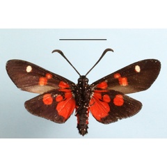 /filer/webapps/moths/media/images/N/namaqua_zelleri_Zutulba_A_MGCLb_01.JPG