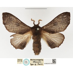/filer/webapps/moths/media/images/O/obscura_Ocinaropsis_STF_NHMUK.jpg