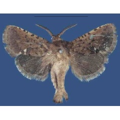 /filer/webapps/moths/media/images/D/danduensis_Finsterwaldeia_HT_NHMUK.jpg