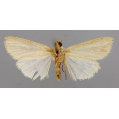 /filer/webapps/moths/media/images/P/pseudotacuna_Aletia_A_RMCA_02.jpg