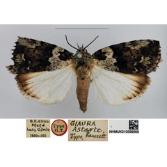 /filer/webapps/moths/media/images/A/astarte_Giaura_HT_NHMUK.jpg